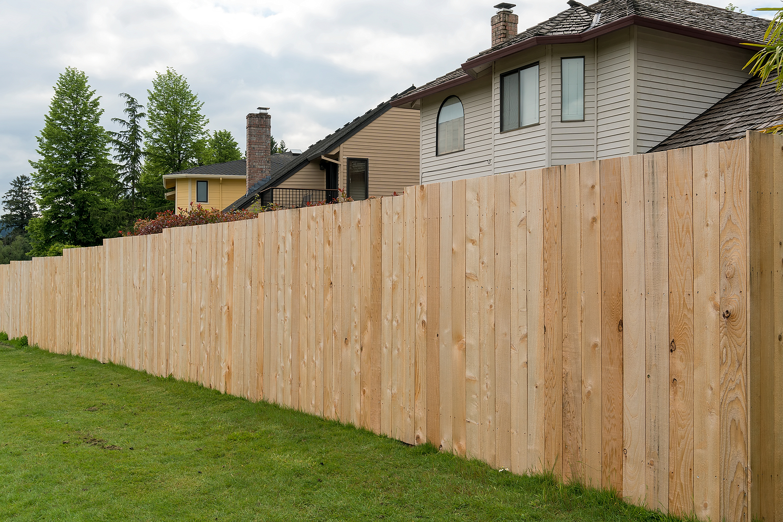 Freshly installed cedar fence boards